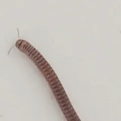 Blunt-tailed Snake Millipede thumbnail 4