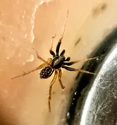 Dark-legged Pirate Wolf Spider thumbnail 4