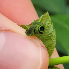 Sumac Leafrolling Weevil thumbnail 4