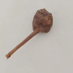 white oak club gall wasp thumbnail 4