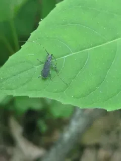 Black Hickory Borer thumbnail 4