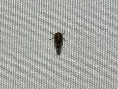 Oncopsis abietis thumbnail 3