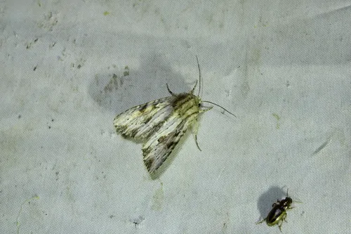 Gray Woodgrain Moth