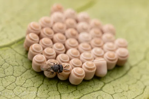 Samurai Wasp