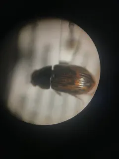 Leopard Dung Beetle thumbnail 4
