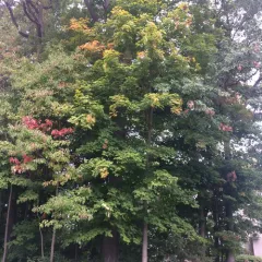 sassafras thumbnail 1