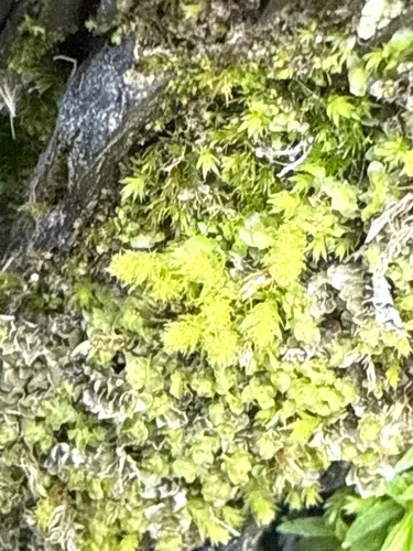 Pale-fruited Thread-moss