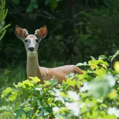 White-tailed Deer thumbnail 2
