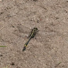 Pronghorn Clubtail thumbnail 2