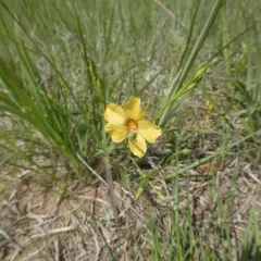 Yellow Flax thumbnail 4