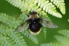 Harvey's Pond Fly thumbnail 4