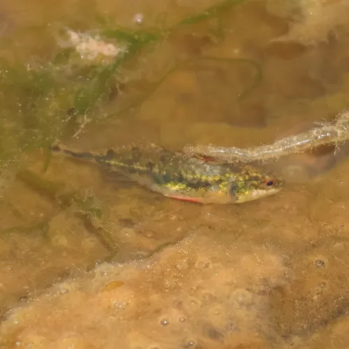 Fourspine Stickleback
