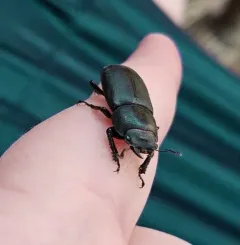 Eastern American Stag Beetle thumbnail 2