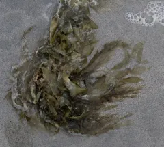 flattened acid kelp thumbnail 3