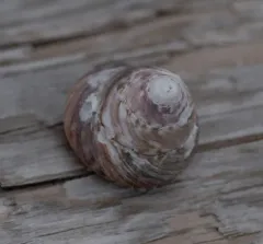 Dusky Tegula thumbnail 3