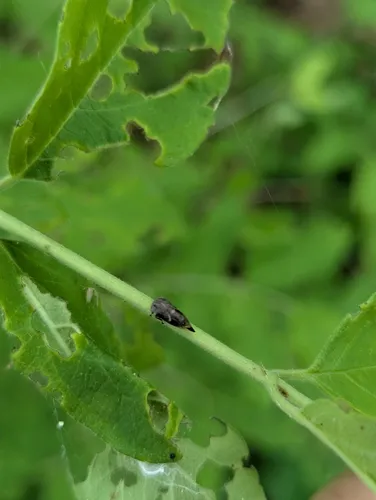 Ophiderma grisea