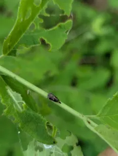 Ophiderma grisea thumbnail 1