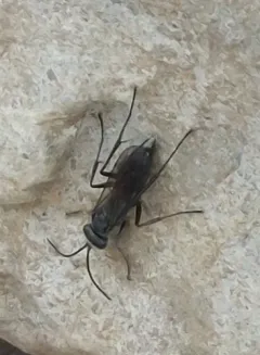 Auplopus carbonarius thumbnail 2