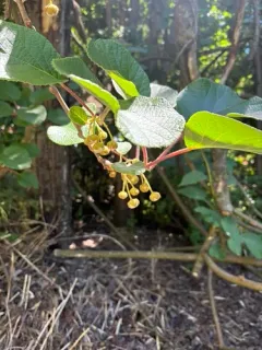 Chinese gooseberry thumbnail 3