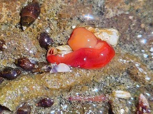 Chevron Ribbon Worm