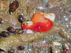 Chevron Ribbon Worm thumbnail 1
