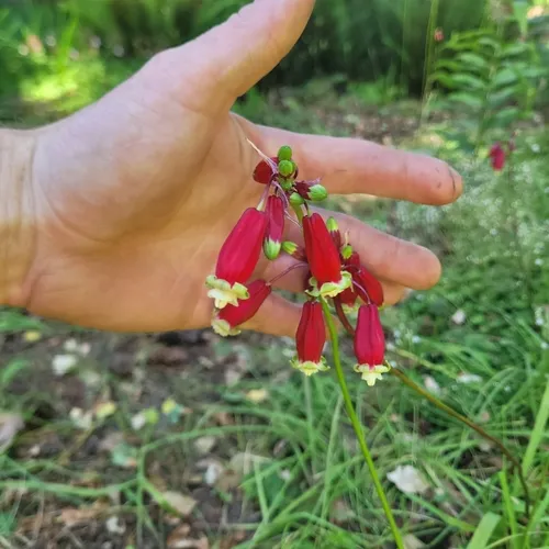 firecracker flower