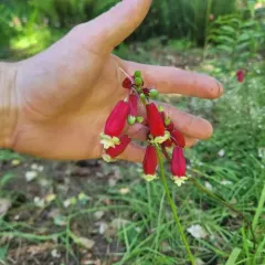 firecracker flower thumbnail 1