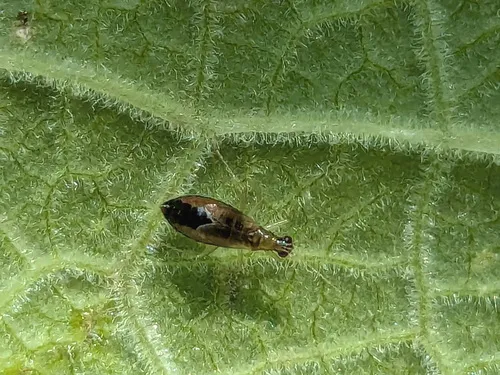 Dicyphus pallicornis