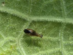 Dicyphus pallicornis thumbnail 1