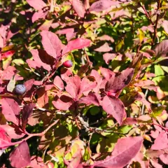 thinleaf huckleberry thumbnail 4