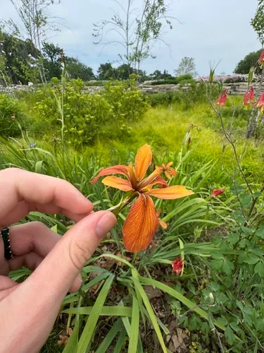 Copper Iris