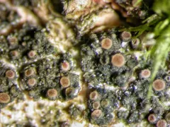 Lempholemma syreniarum thumbnail 4
