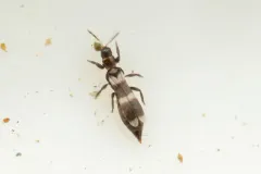 Aeolothrips versicolor thumbnail 1