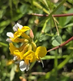 Meadow Bird's Foot Trefoil thumbnail 2