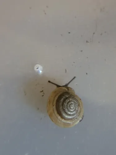 Globose Dome Snail