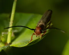 Leafy Spurge Stem Boring Beetle thumbnail 2