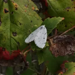 Chain-dotted Geometer thumbnail 2