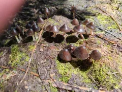 Snowmelt Mycena thumbnail 4