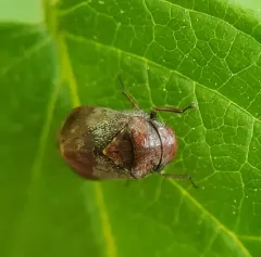 Penthimia americana thumbnail 4