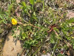 Platte River Cinquefoil thumbnail 2