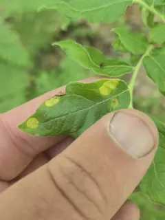 Exobasidium maculosum thumbnail 1