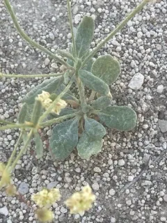 spotted wild buckwheat thumbnail 3