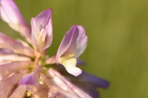 Beckwith's Clover