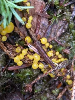 Chloroscypha flavida thumbnail 4