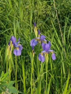 Siberian Iris thumbnail 4