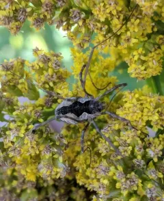 Saddleback Harvestman thumbnail 3