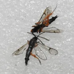 Synanthedon fulvipes thumbnail 4