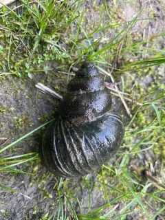 Japanese Mystery Snail thumbnail 3