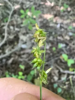 Reflexed Sedge thumbnail 2