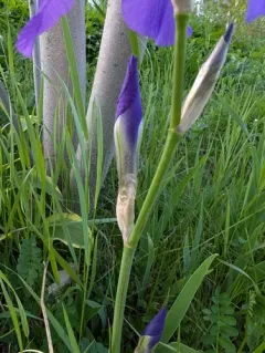 Sweet Iris thumbnail 4